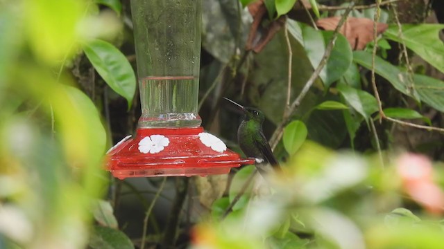 kolibřík bělavořitý - ML310052721