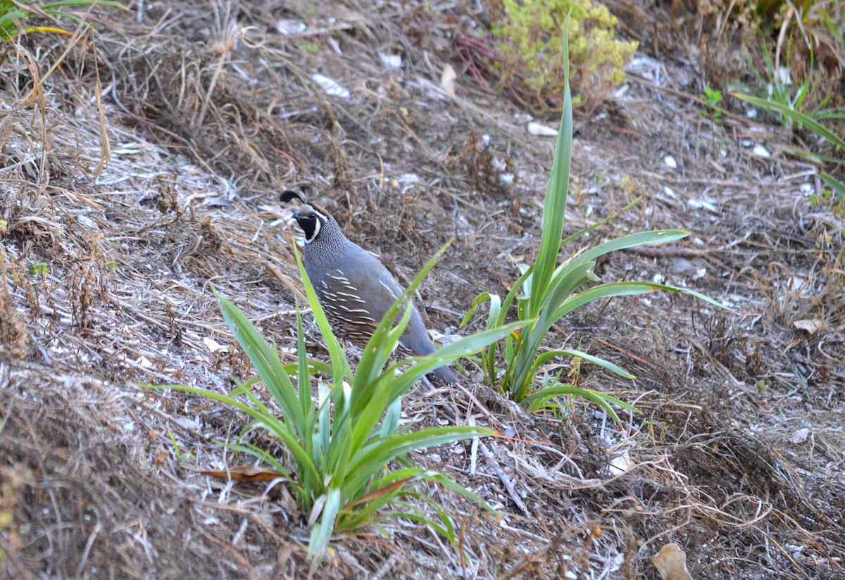 California Quail - Arturo Esteban