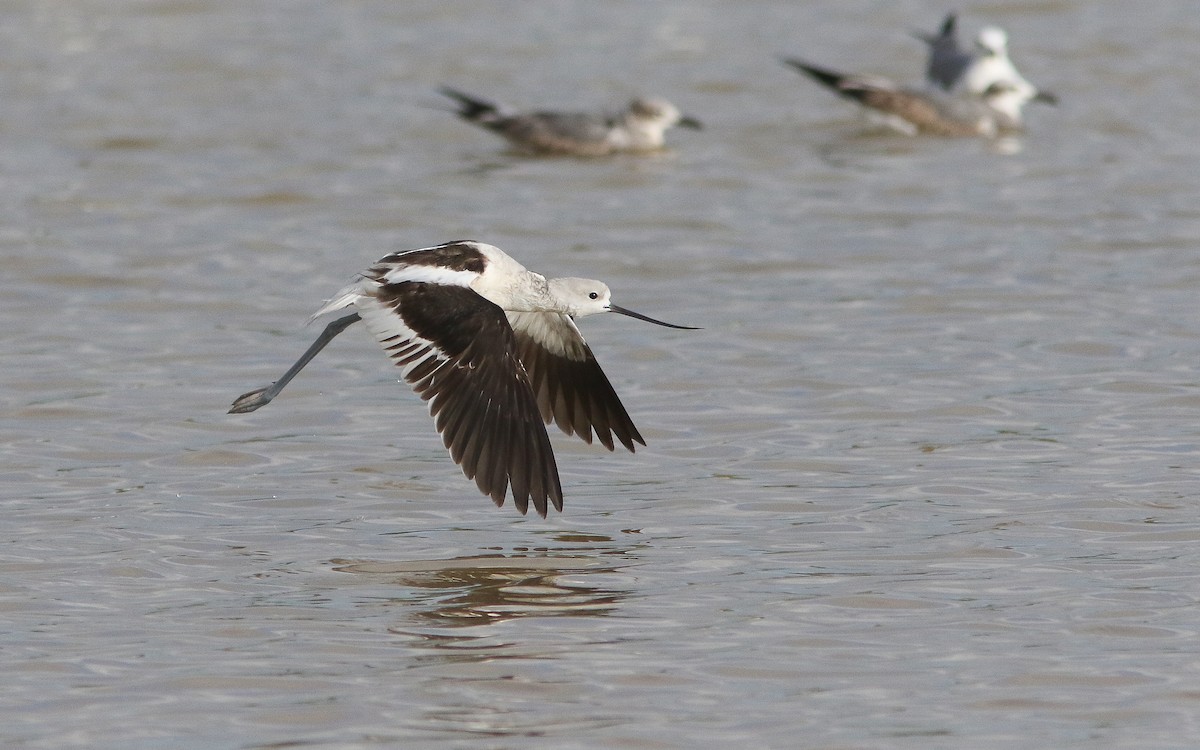 American Avocet - Uku Paal