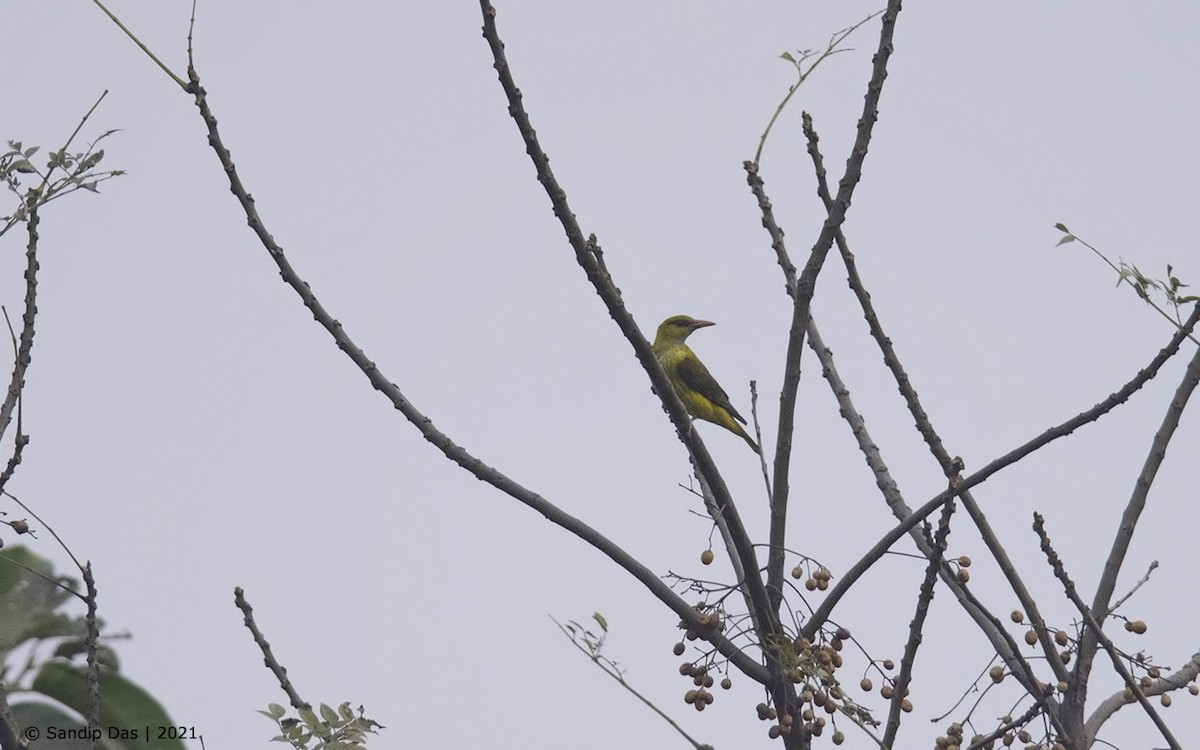 Indian Golden Oriole - Sandip Das