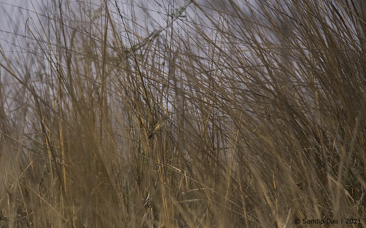 Paddyfield Warbler - ML310054491