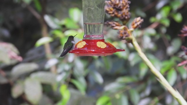 kolibřík ekvádorský - ML310054661