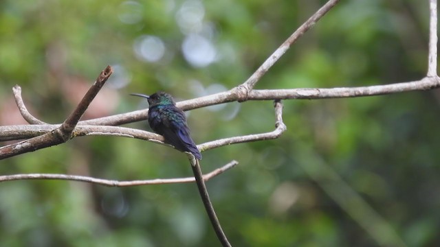kolibřík nymfový - ML310054881