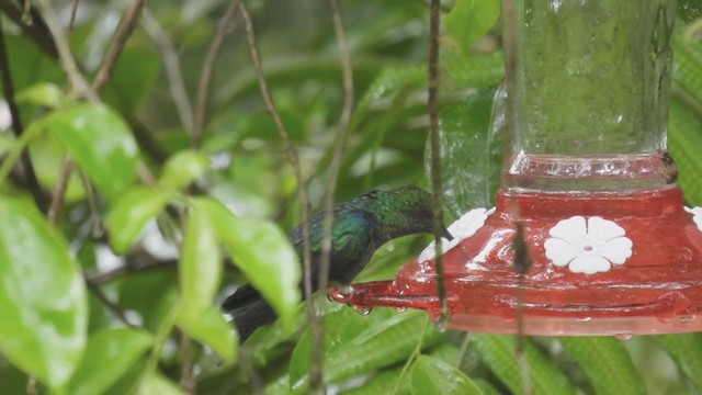 kolibřík nymfový - ML310054931