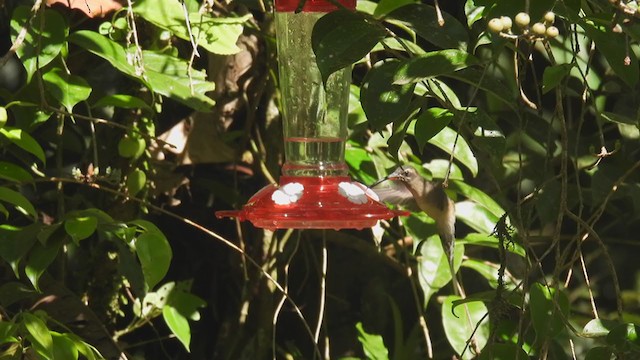 kolibřík dlouhozobý - ML310055861
