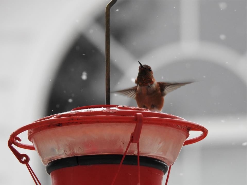 Rufous Hummingbird - Denise Stephens