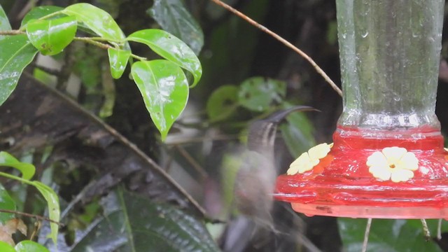 Большеклювый колибри-отшельник - ML310056121