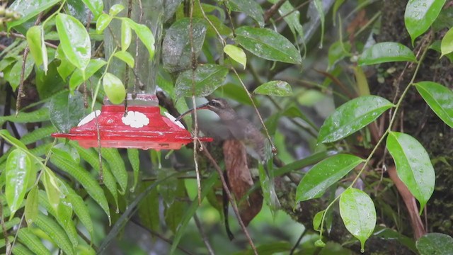 Большеклювый колибри-отшельник - ML310056361
