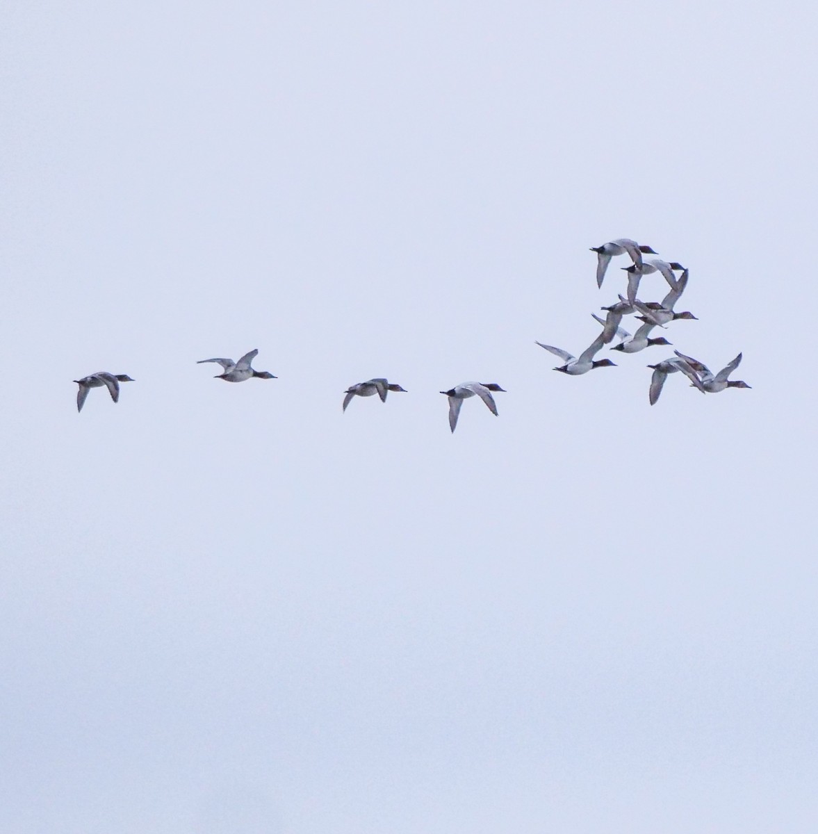 Canvasback - ML310059311