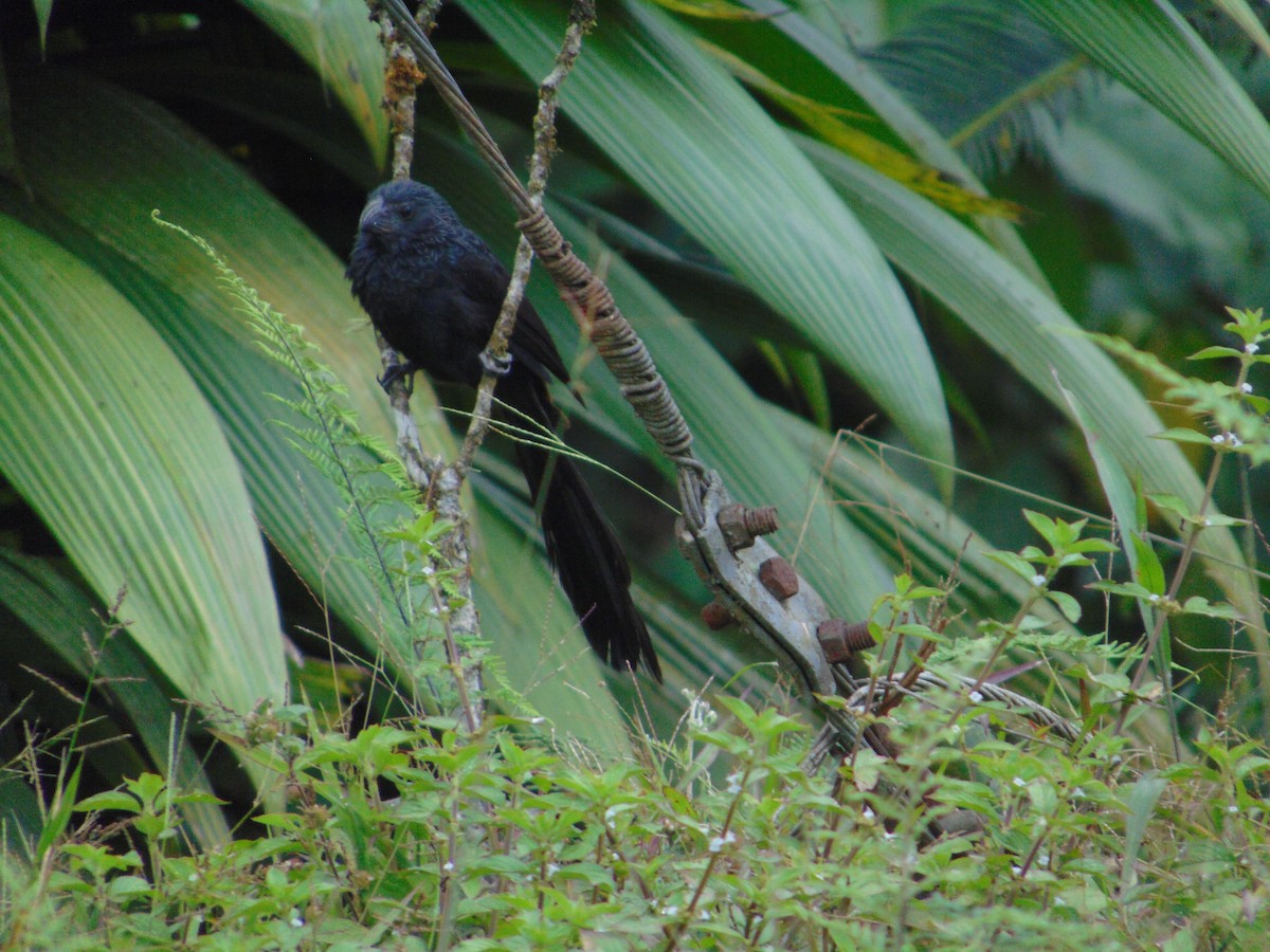 Groove-billed Ani - ML310061491