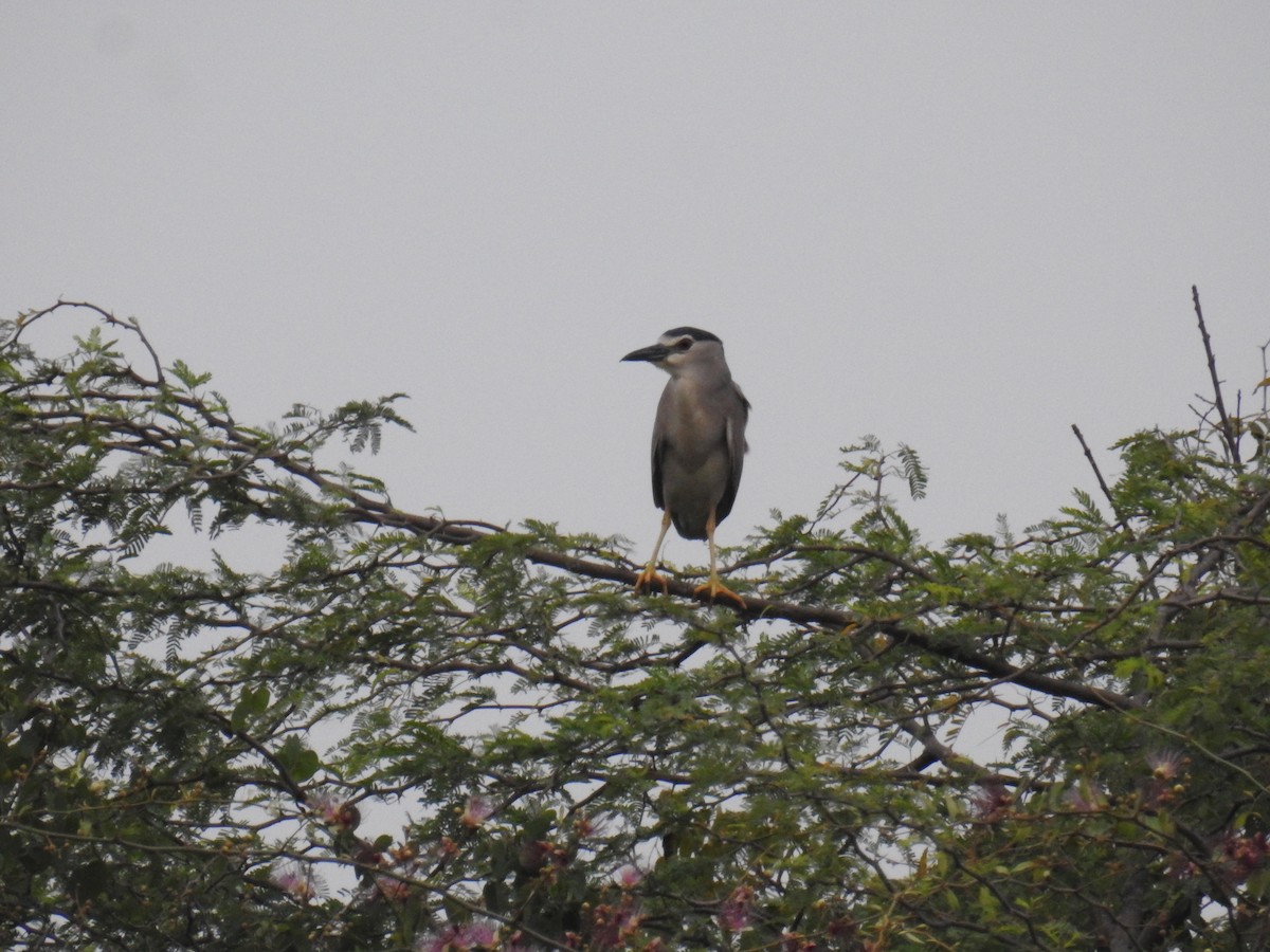 Black-crowned Night Heron - ML310061811