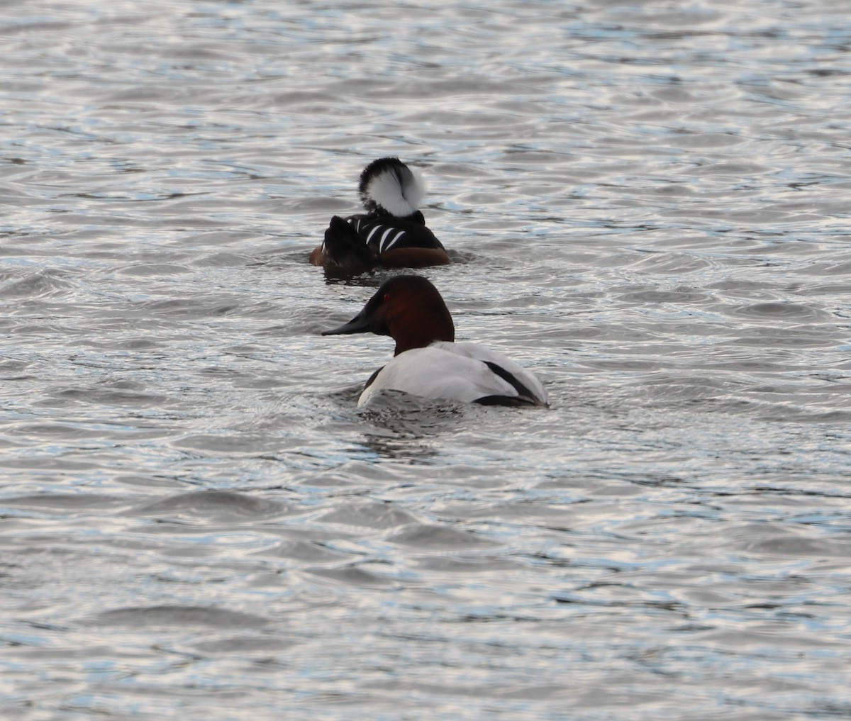 Canvasback - Mike Z