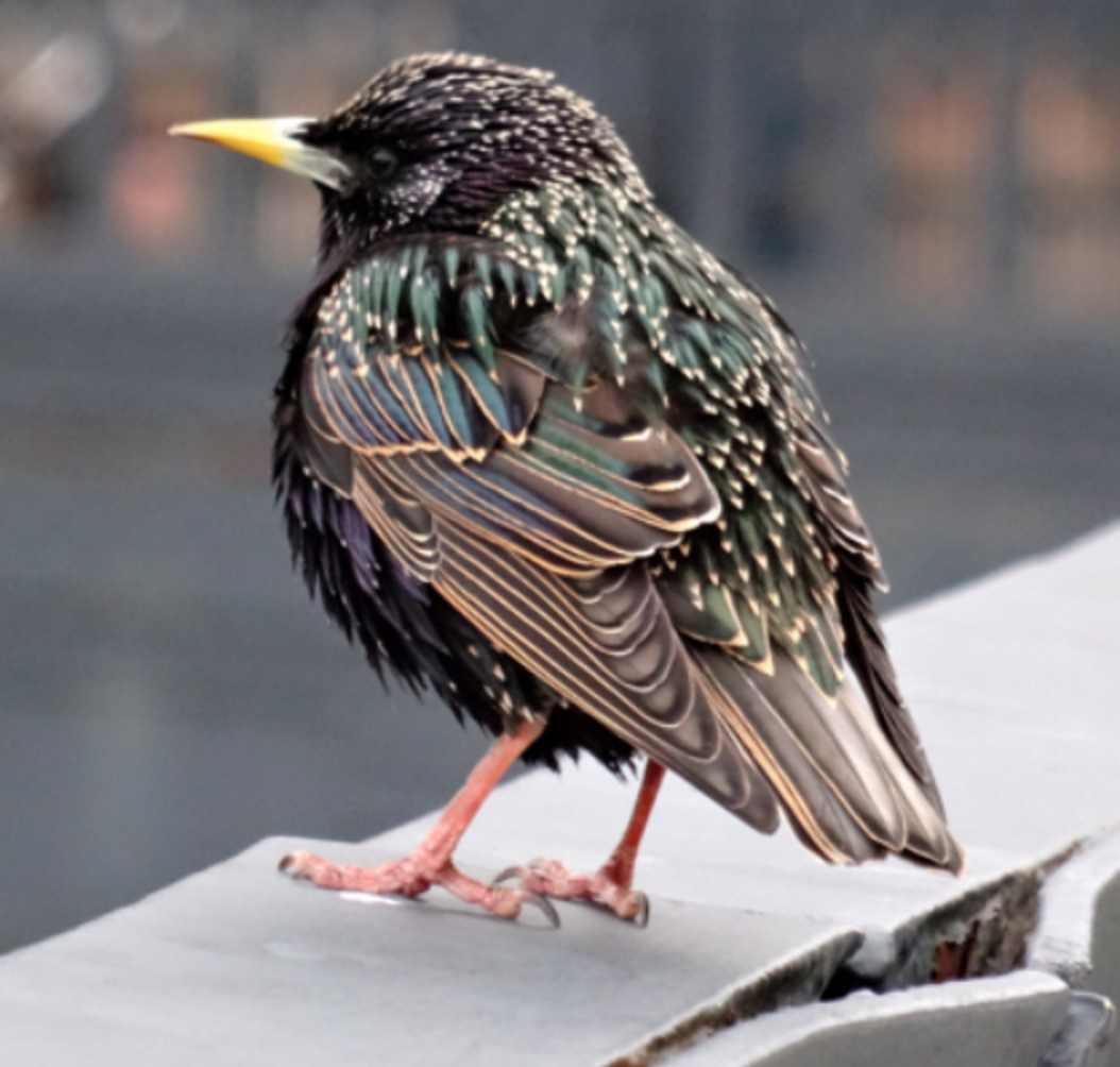 European Starling - ML31006261