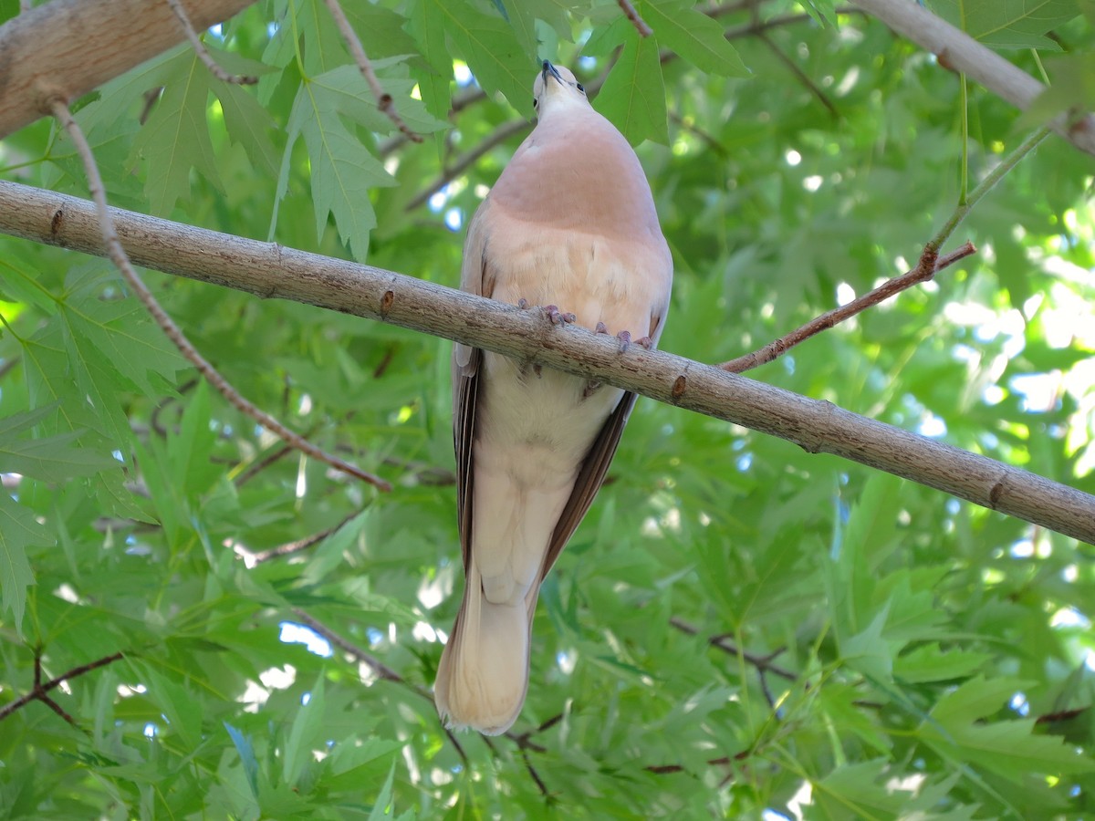 African Collared-Dove - ML31006311