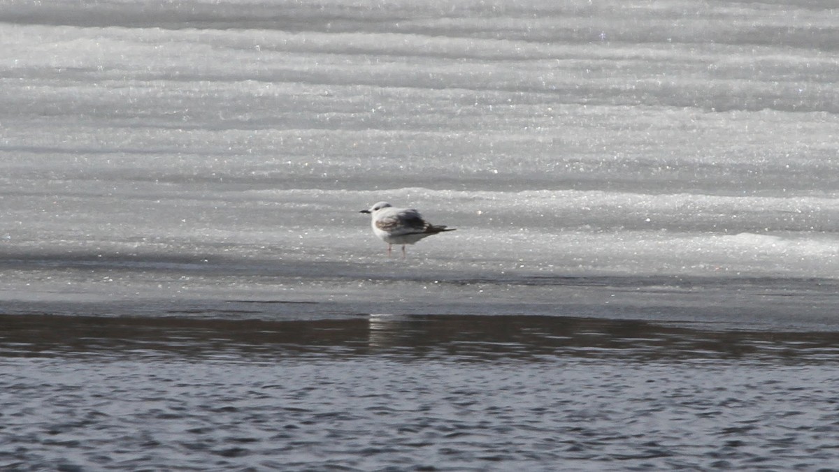 Bonaparte's Gull - ML310066721