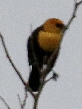 Yellow-headed Blackbird - ML310067051