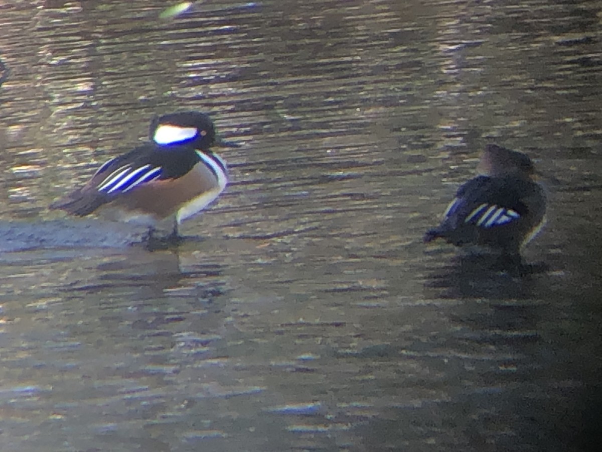 Hooded Merganser - ML310067461