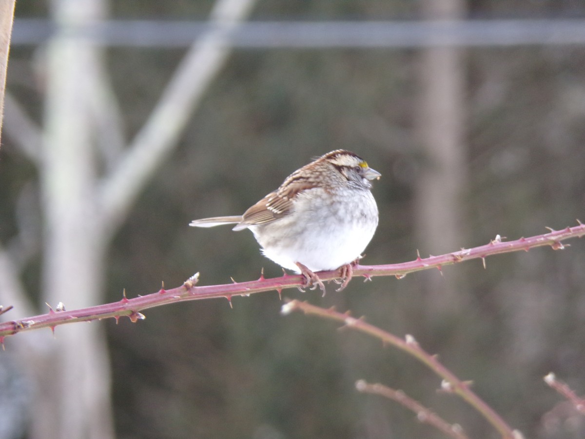 White-throated Sparrow - ML310068181