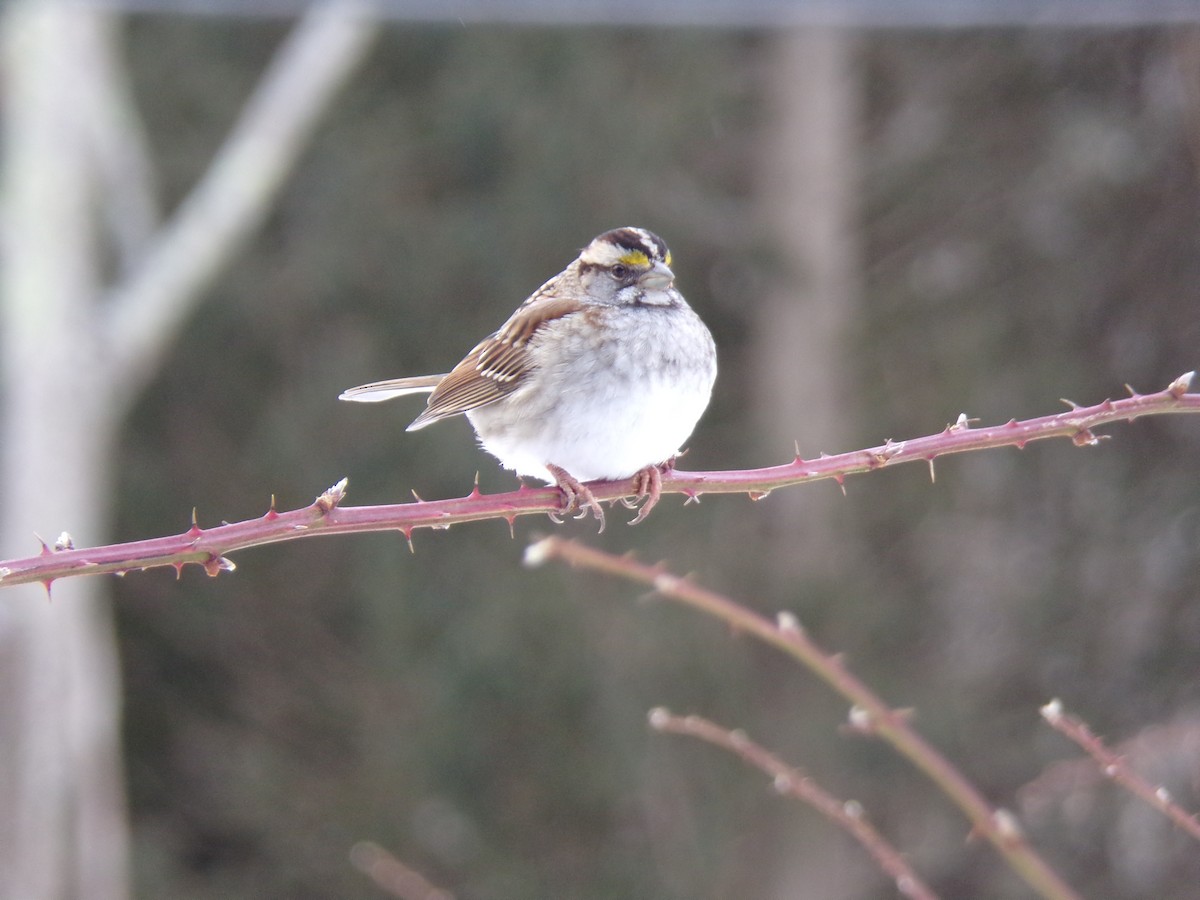 White-throated Sparrow - ML310068191