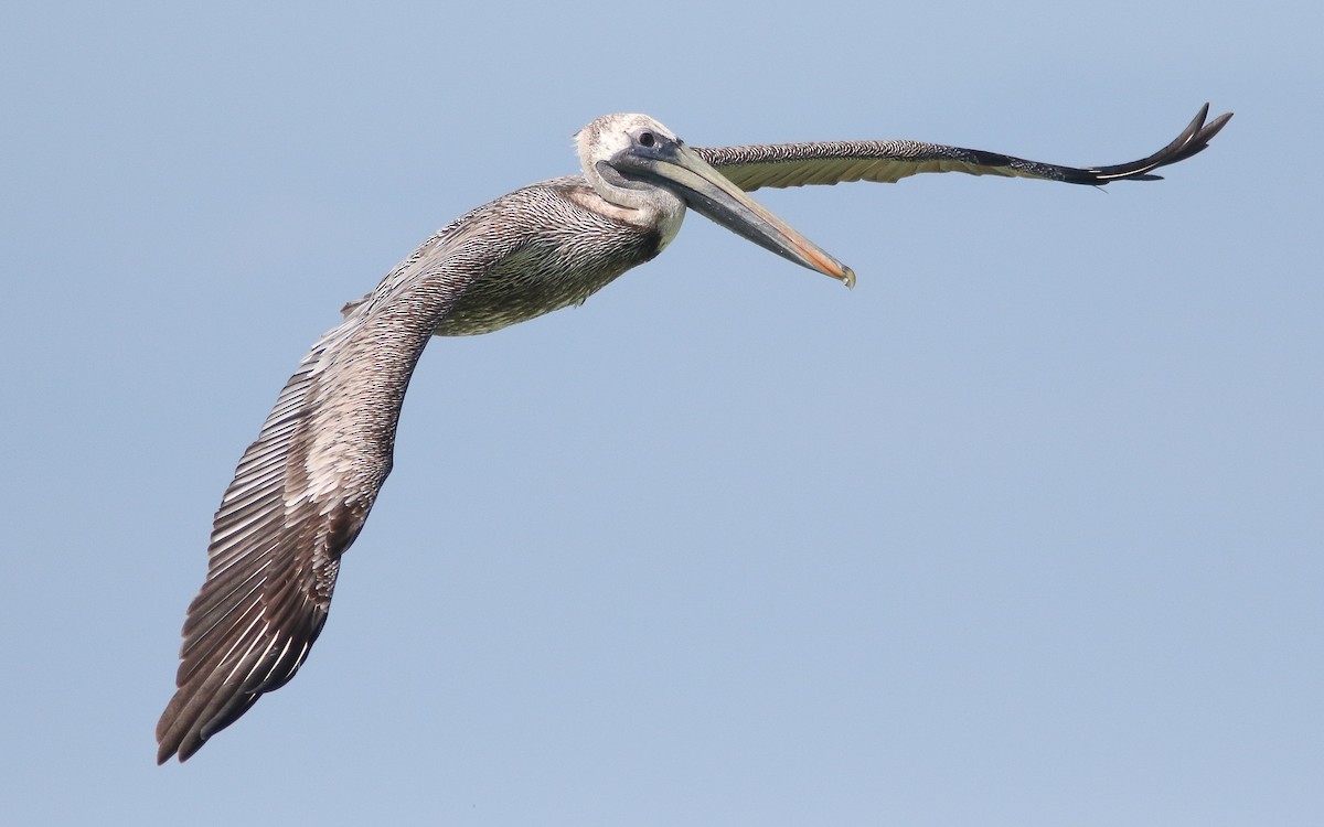 Brown Pelican - Uku Paal