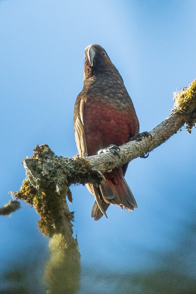 New Zealand Kaka - ML310072481