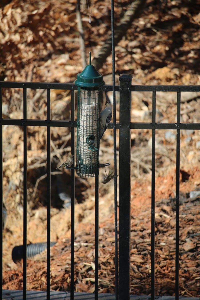 Red-bellied Woodpecker - rick thompson