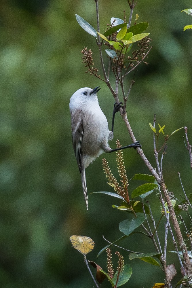 Mohoua Cabeciblanco - ML310072561