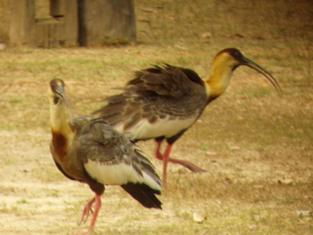 ibis bělokřídlý - ML310074291