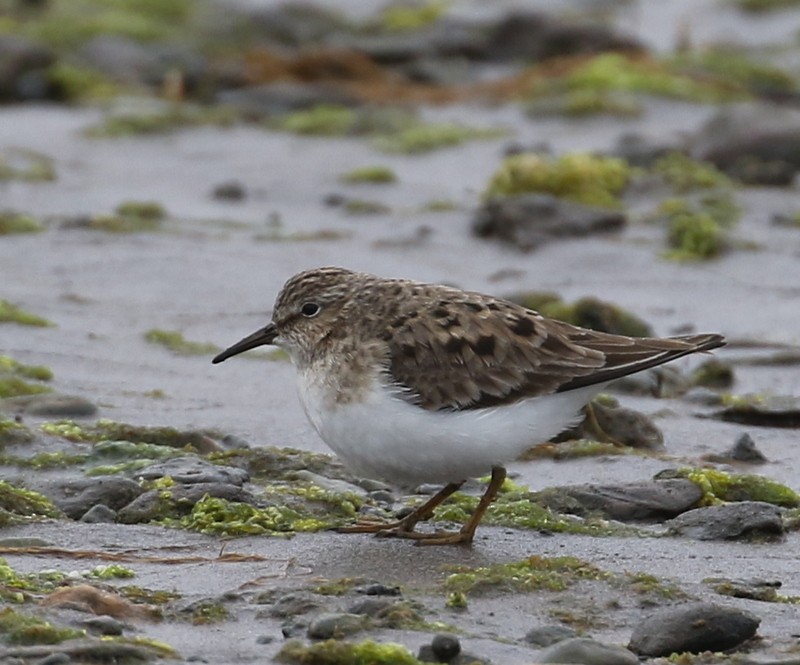 Temminck's Stint - ML31007511