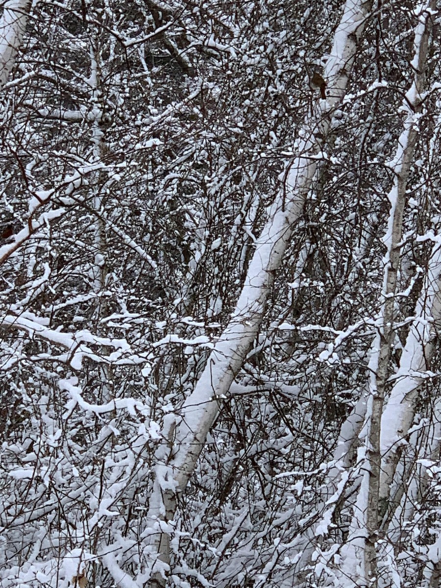 Hermit Thrush - ML310075411