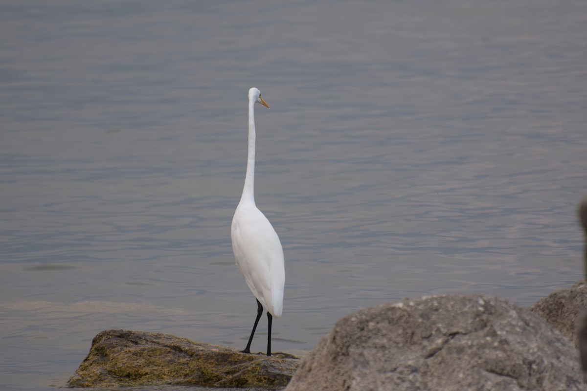 Great Egret - Paul Vandenbussche