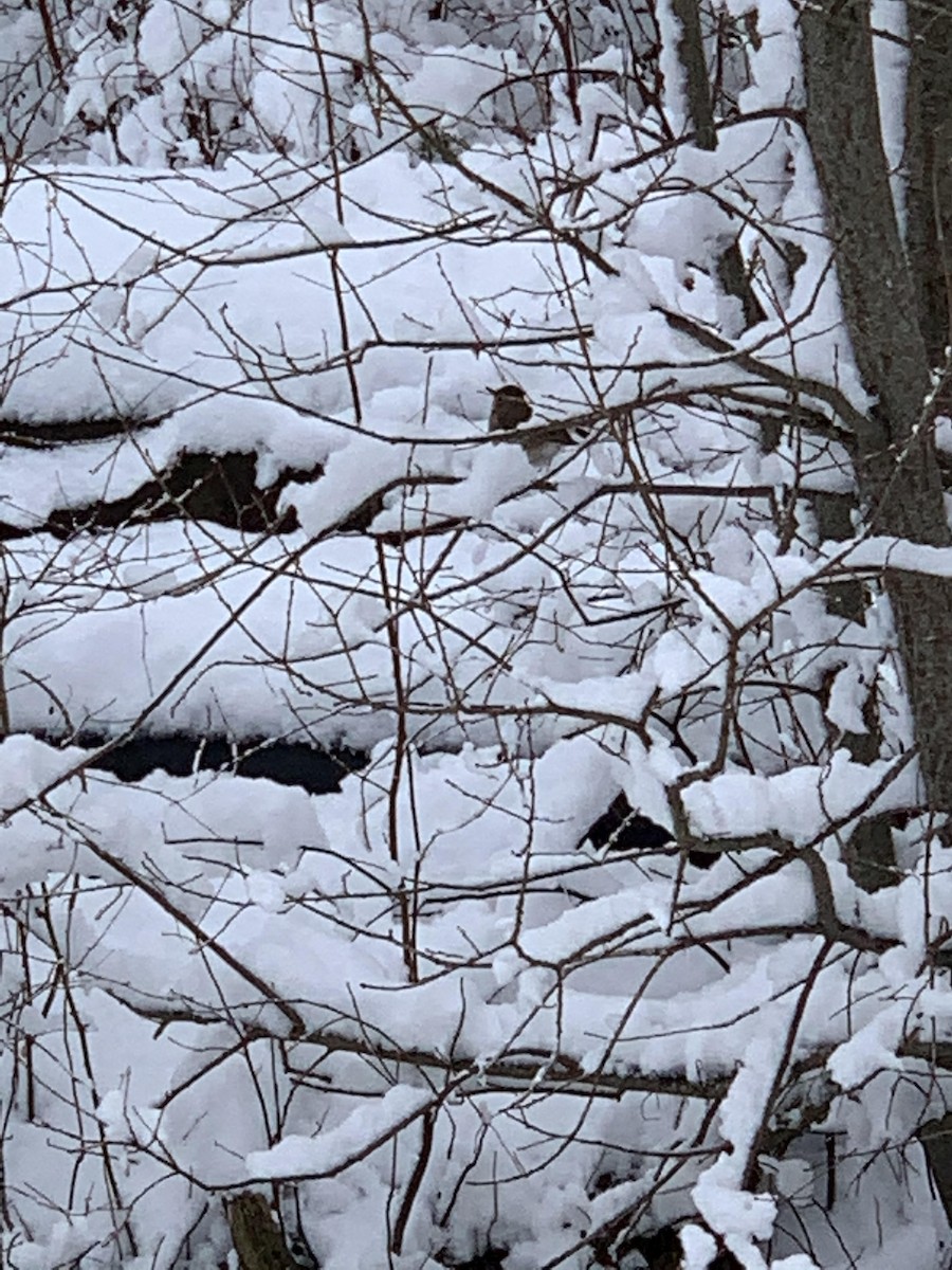 Hermit Thrush - ML310076711