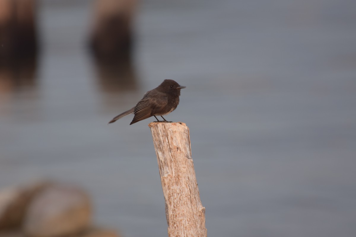 Black Phoebe - ML310077471