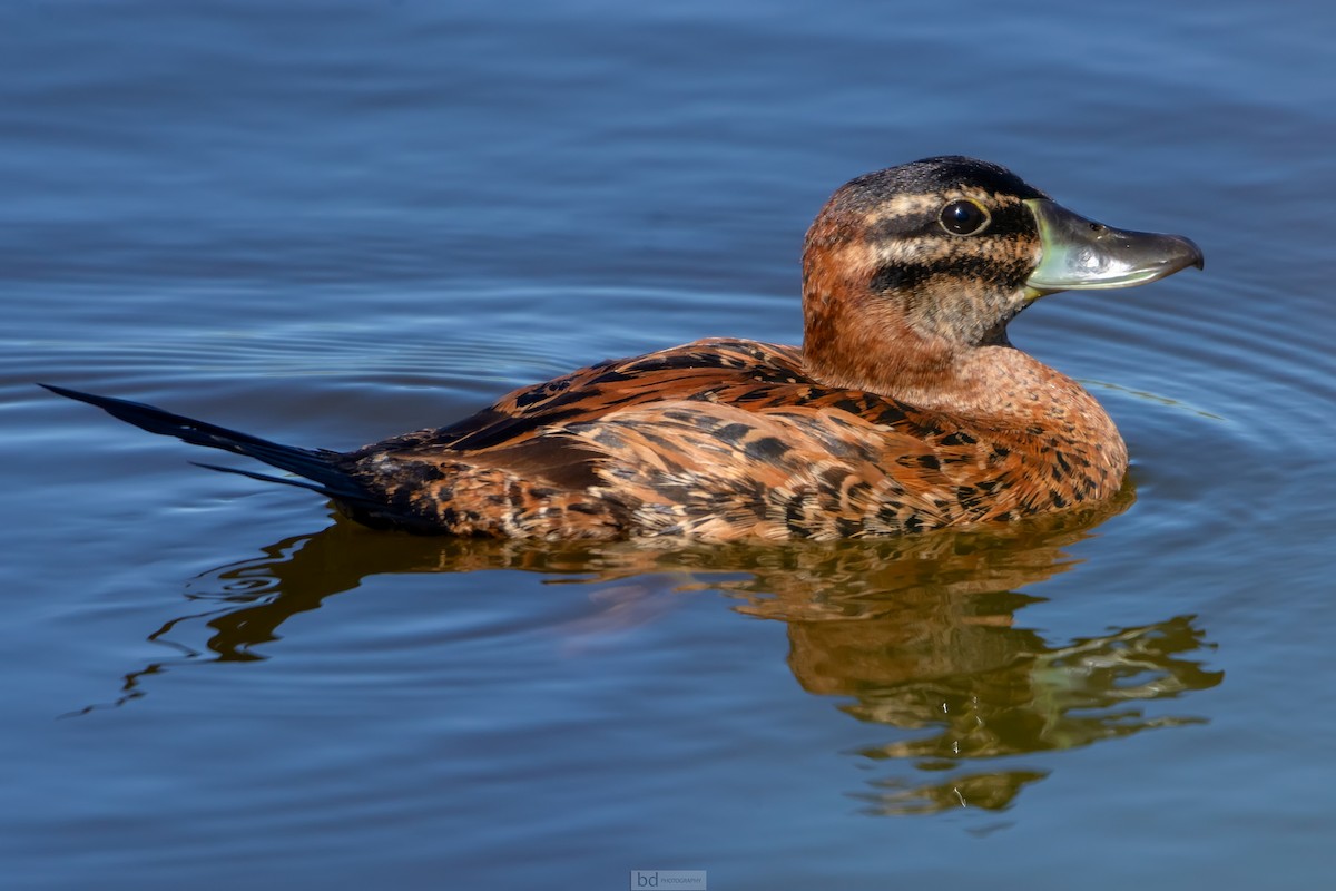 Masked Duck - ML310078151