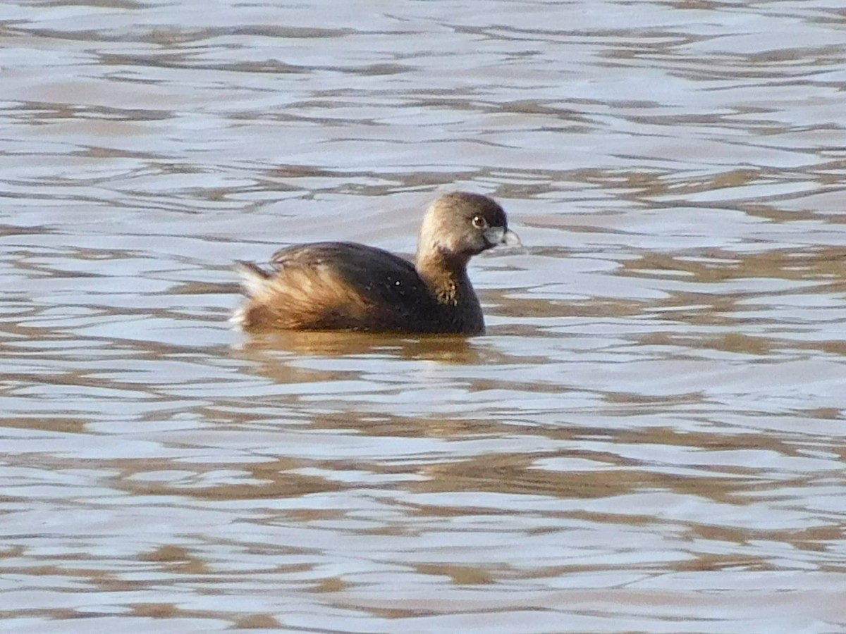 Pied-billed Grebe - ML310079681