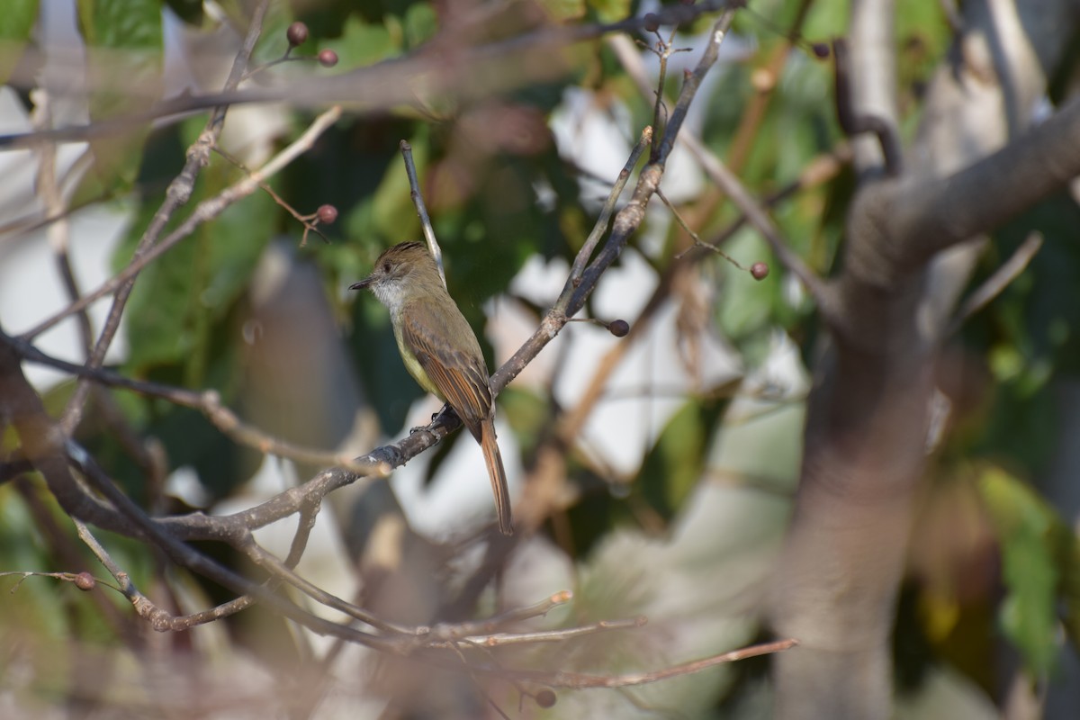 Dusky-capped Flycatcher - ML310079911