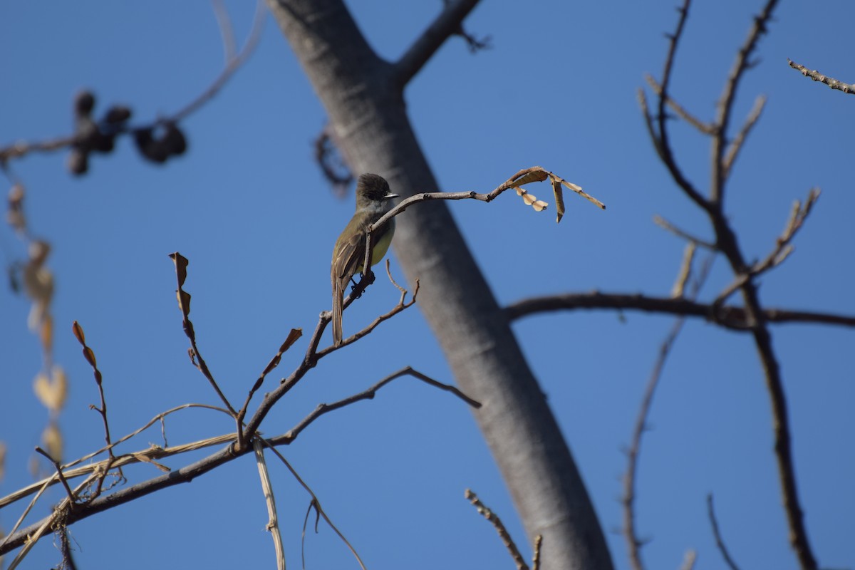 Dusky-capped Flycatcher - ML310079921