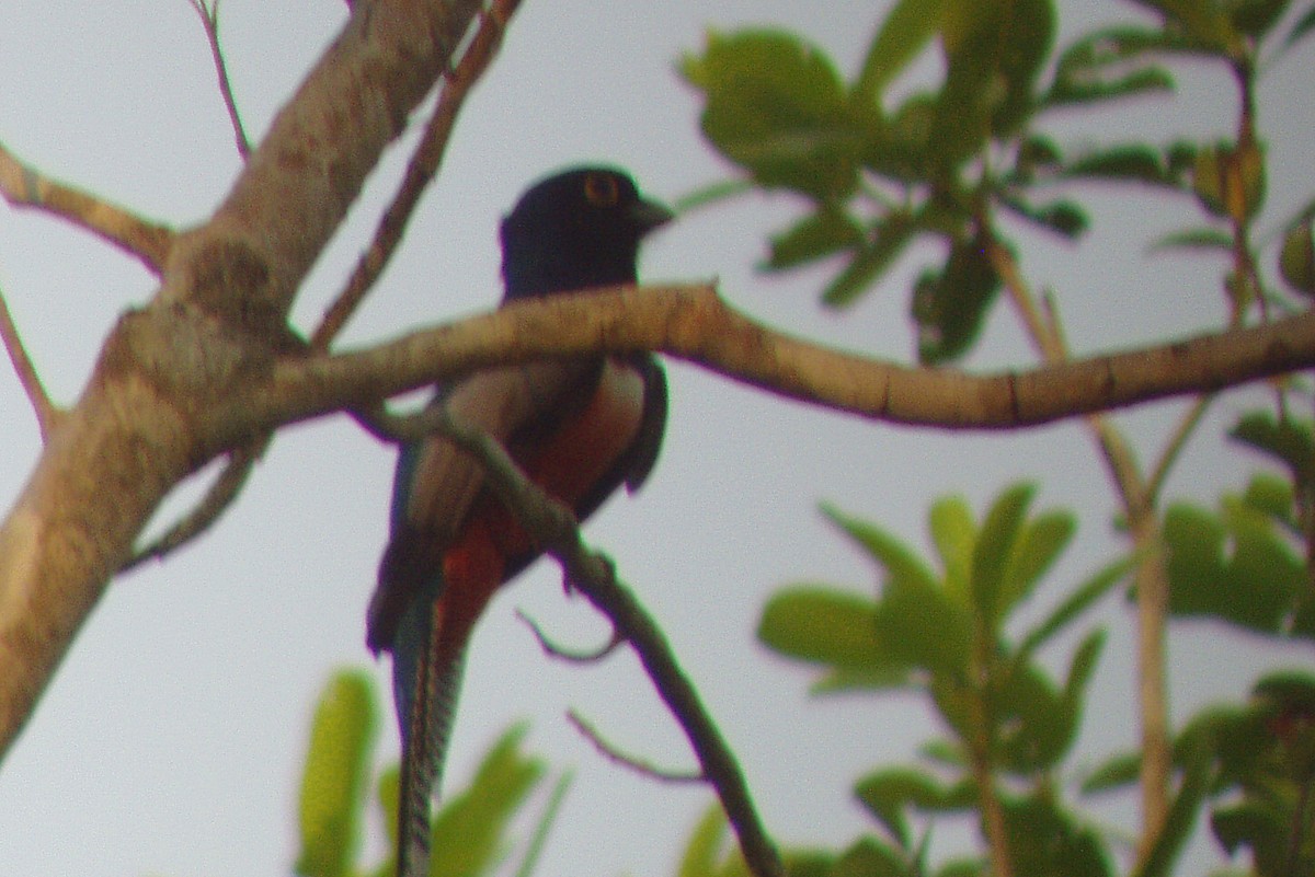 Blue-crowned Trogon - ML310080081