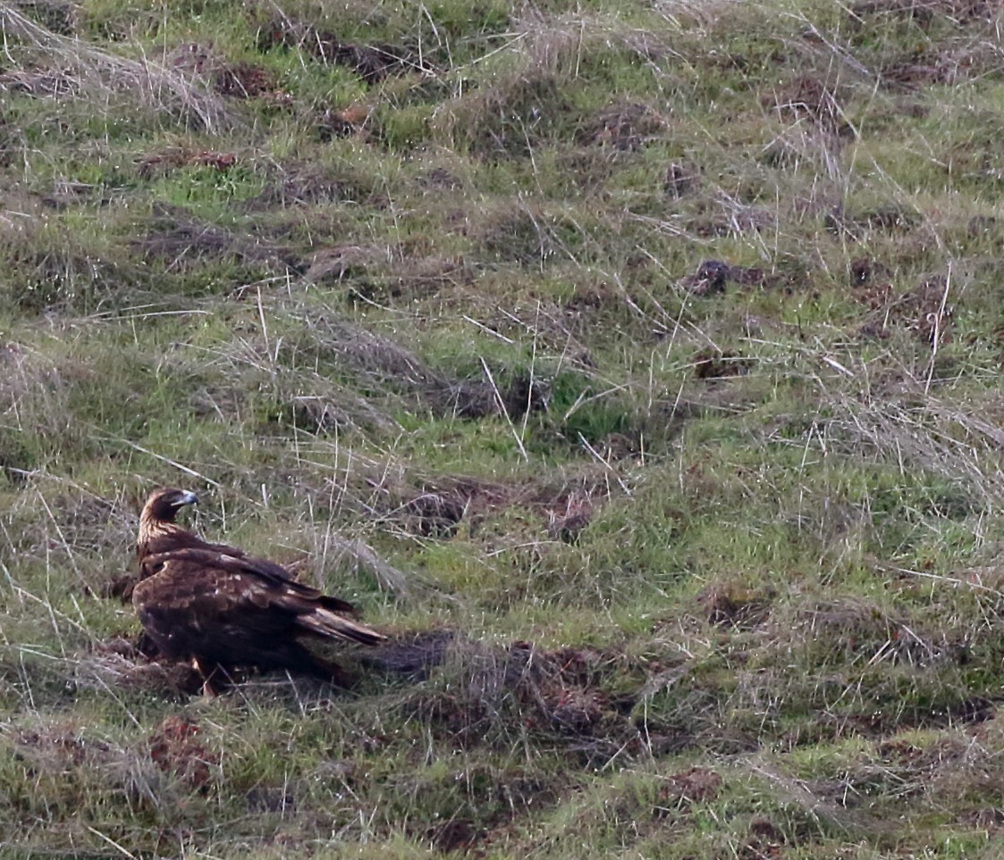Golden Eagle - ML310080201