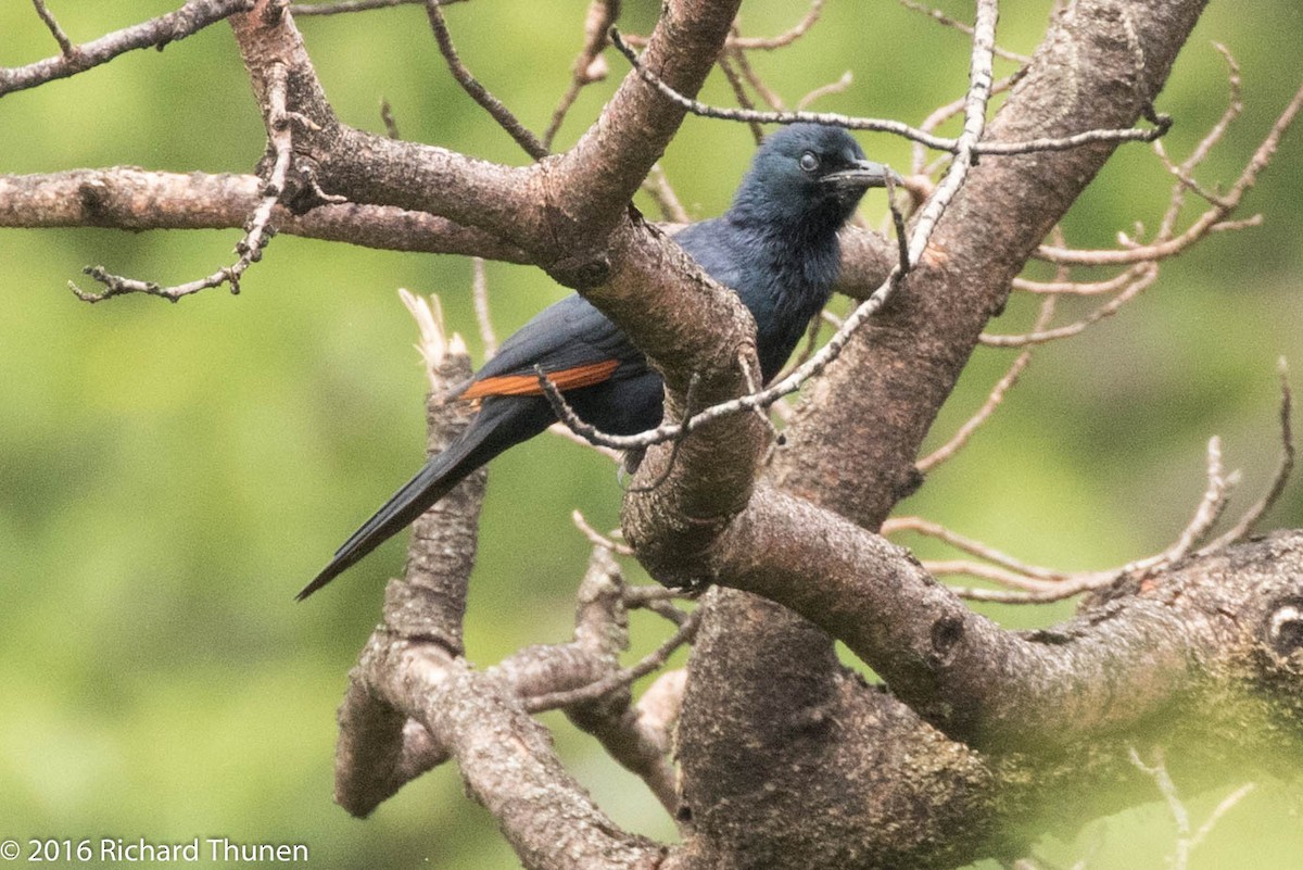 Red-winged Starling - ML310081861