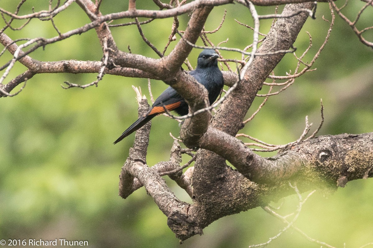 Red-winged Starling - ML310081871