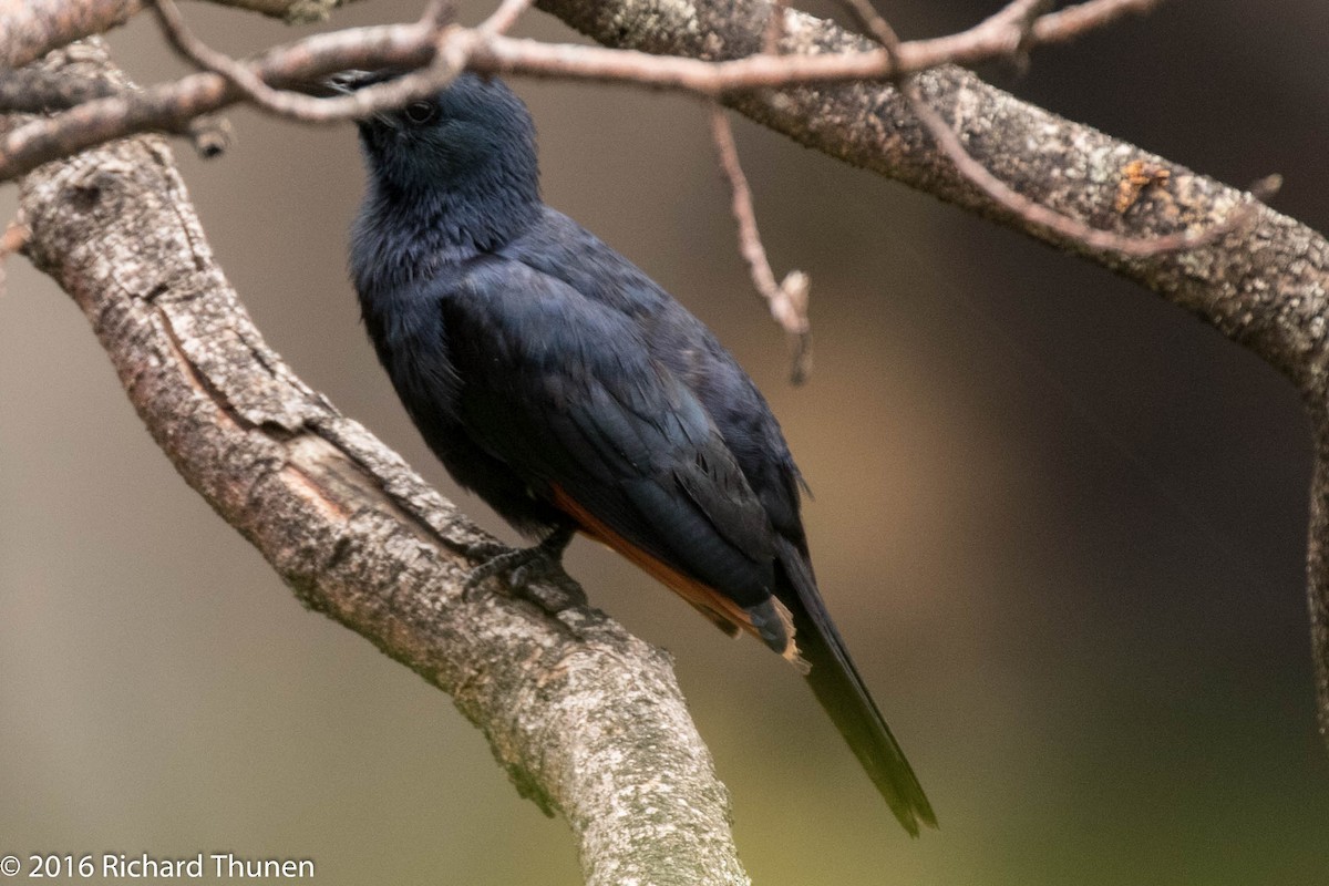 Red-winged Starling - ML310081911