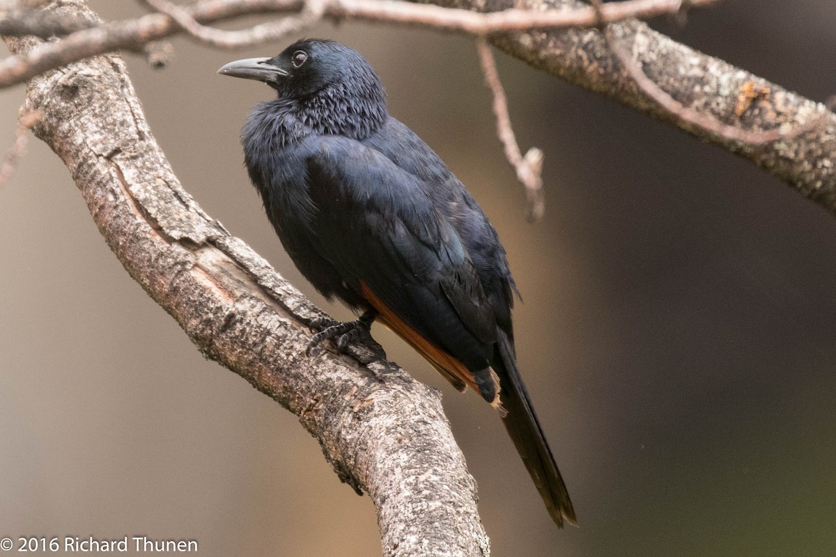 Red-winged Starling - ML310081921