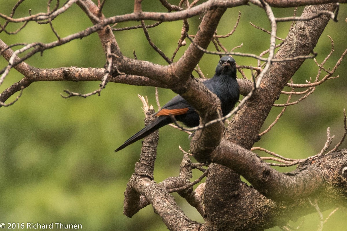 Red-winged Starling - ML310081931