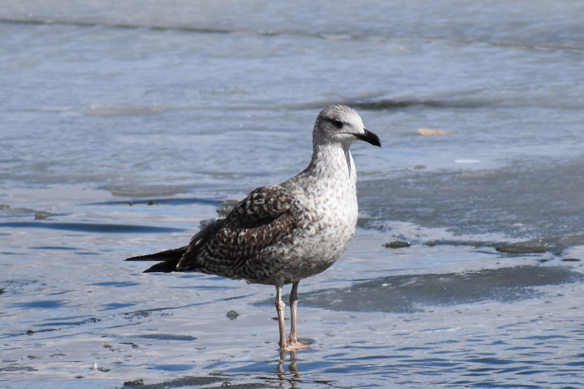 Lesser Black-backed Gull - Claire H
