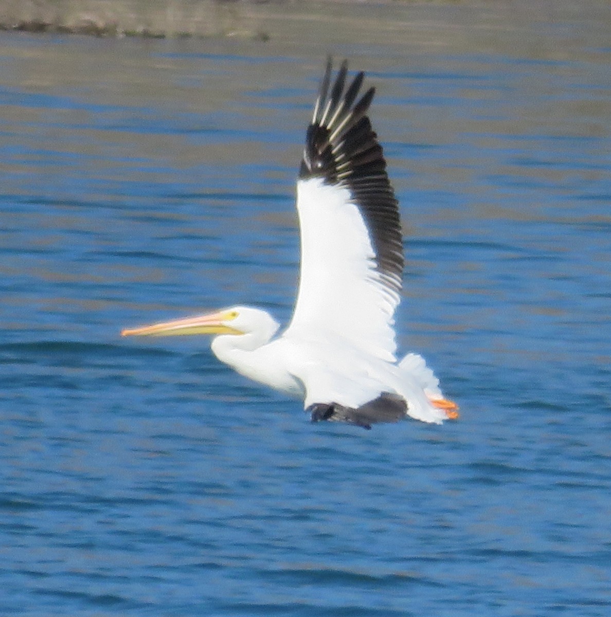 American White Pelican - ML310083501