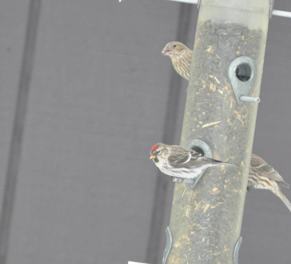 Common Redpoll - ML310084521