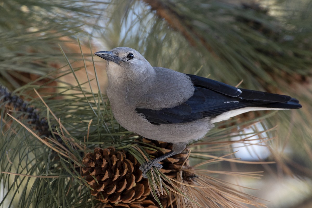 Clark's Nutcracker - ML310088681