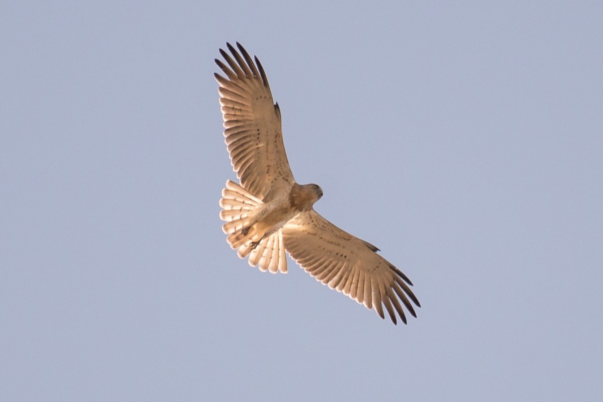 Short-toed Snake-Eagle - ML310088771