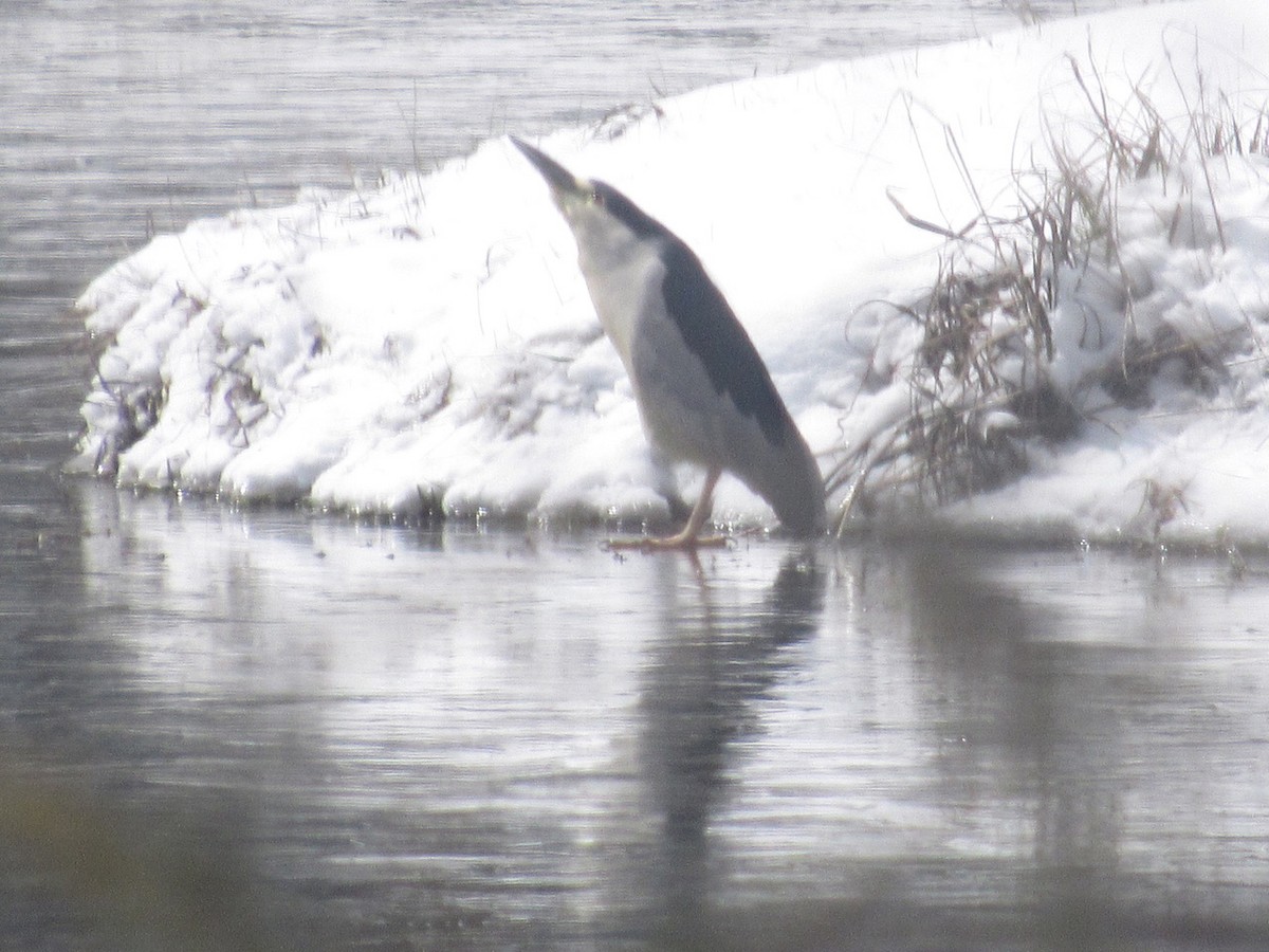 Black-crowned Night Heron - ML310089821